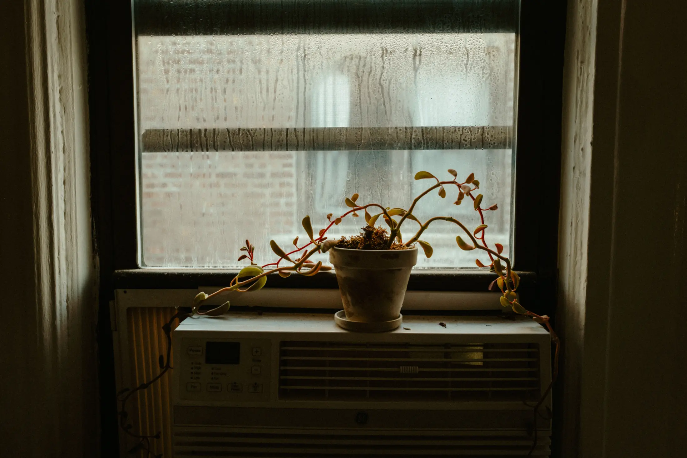 Healers, photograph 12