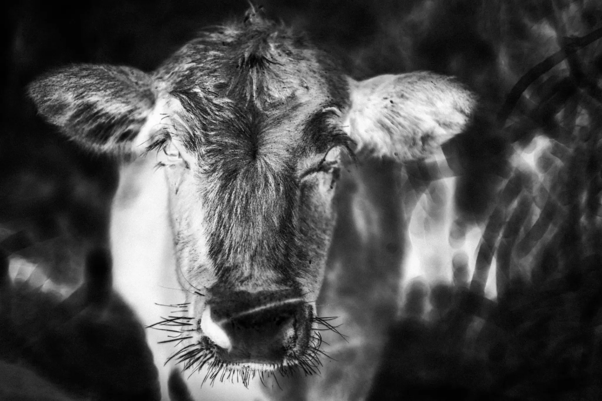 Black-and-white close-up photograph of a cow